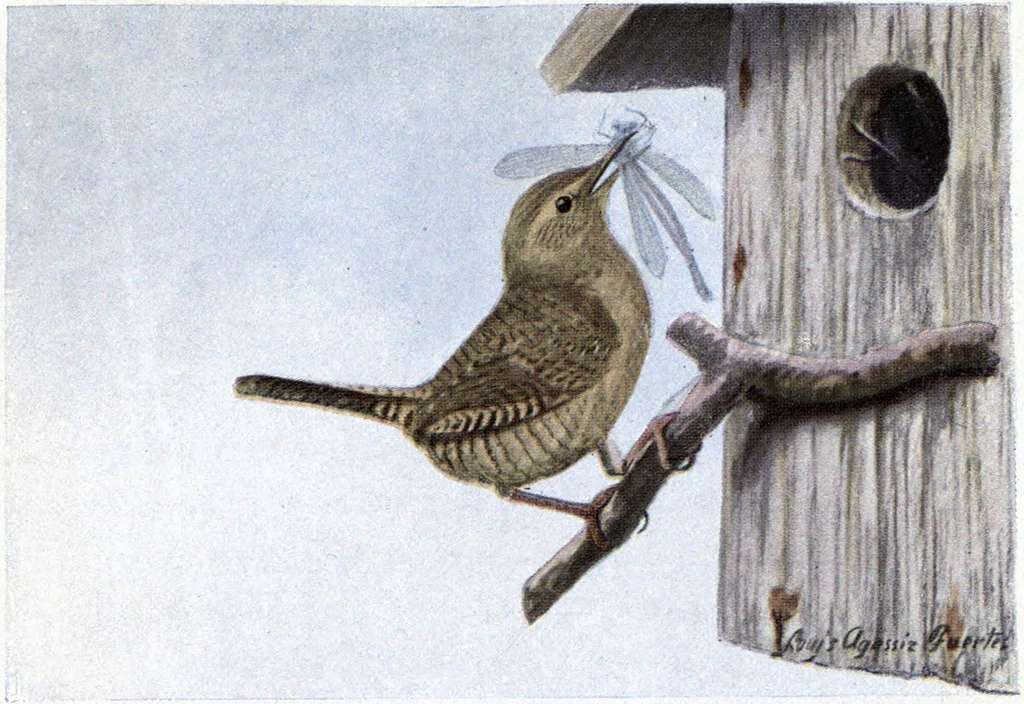 A wren perched on a branch with a dragonfly in its beak.